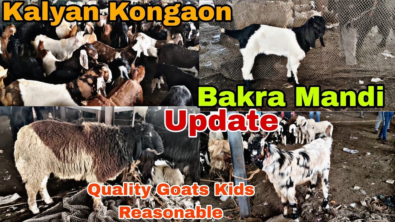 Kalyan Kongaon Bakra Mandi Update Quality Goats Reasonable price #youtubevideo #viralvideo #trending