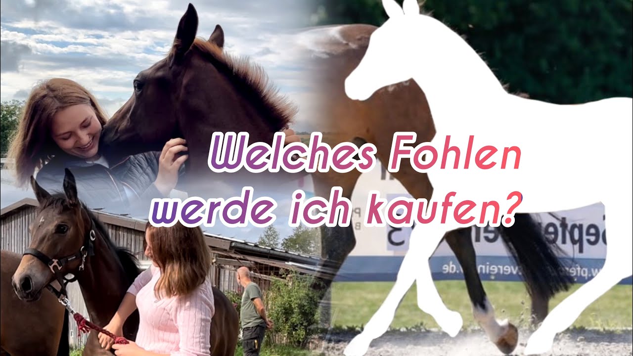 ICH KAUFE MEIN TRAUMPFERD // FOHLENSUCHE 🐴🍼