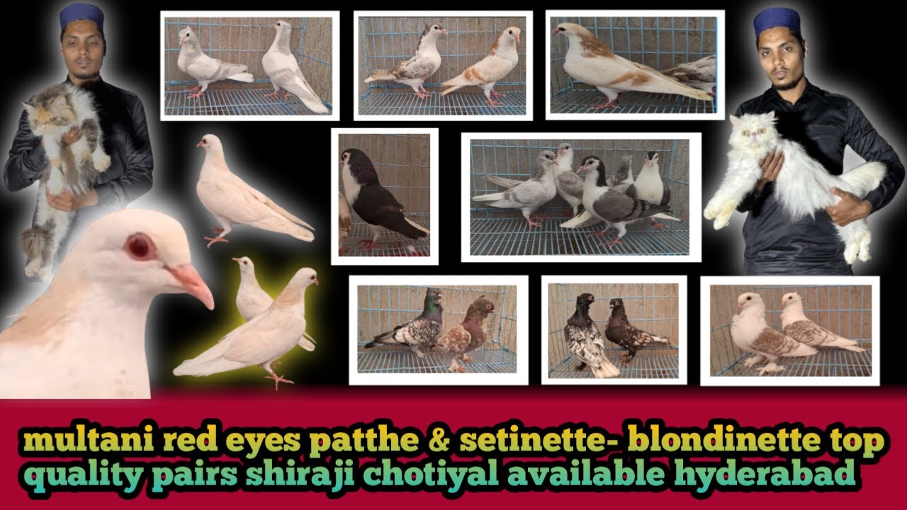Hyderabad Multani Shiraji red eyes// chotiyal shiraji// setinette // Persian cats available