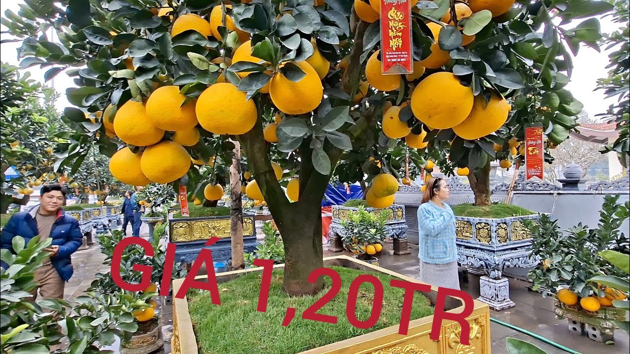 GIÁ BUỔI CHƠI TẾT BÍNH NGỌ 2026 TỪ 5TR ĐẾN 1,20Tr TẠI XÃ VĂN GIANG HƯNG YÊN 
