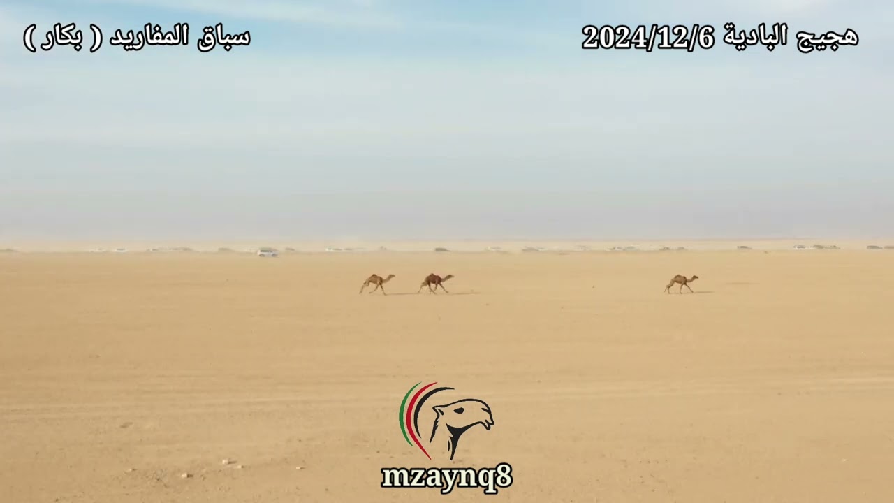 هجيج البادية ، سباق المفاريد ( البكار ) الجمعة 2024/12/6   تصوير وإخراج حسين الحميدي