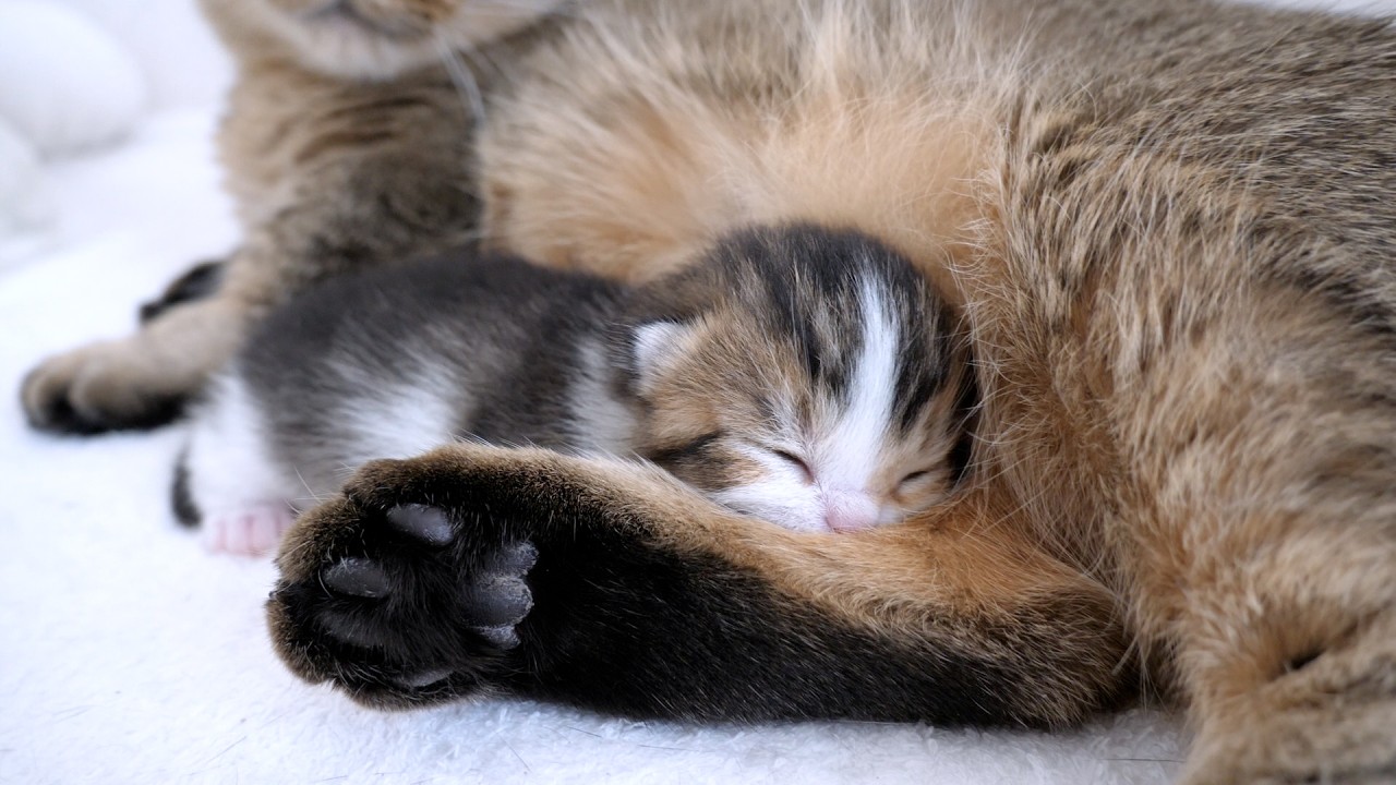 Kitten that looks just like Coco sleeping at mother cat Kiki's feet...