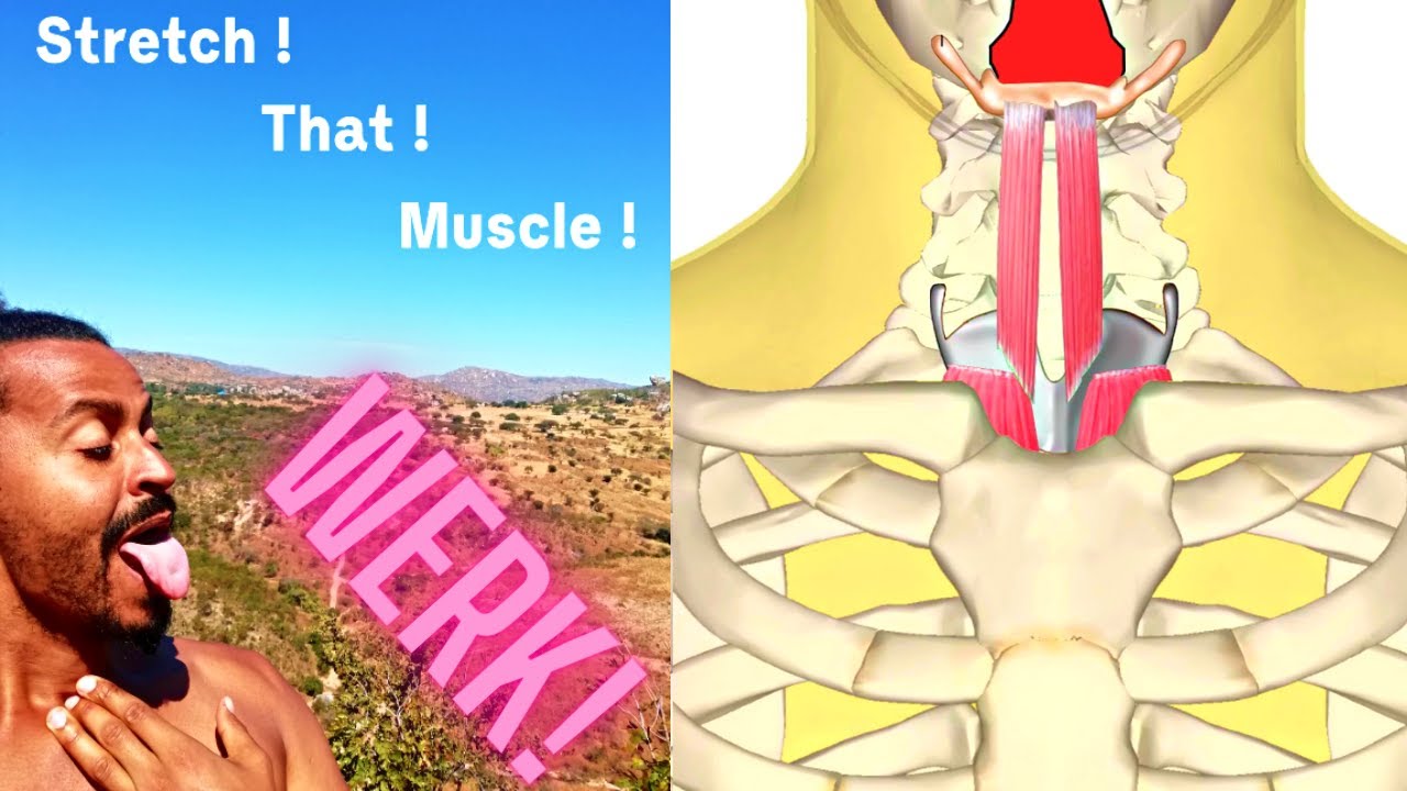 Stretching the Swallowing Muscle, Phase 1 Part 1 – Anatomical Vocal Training (6)