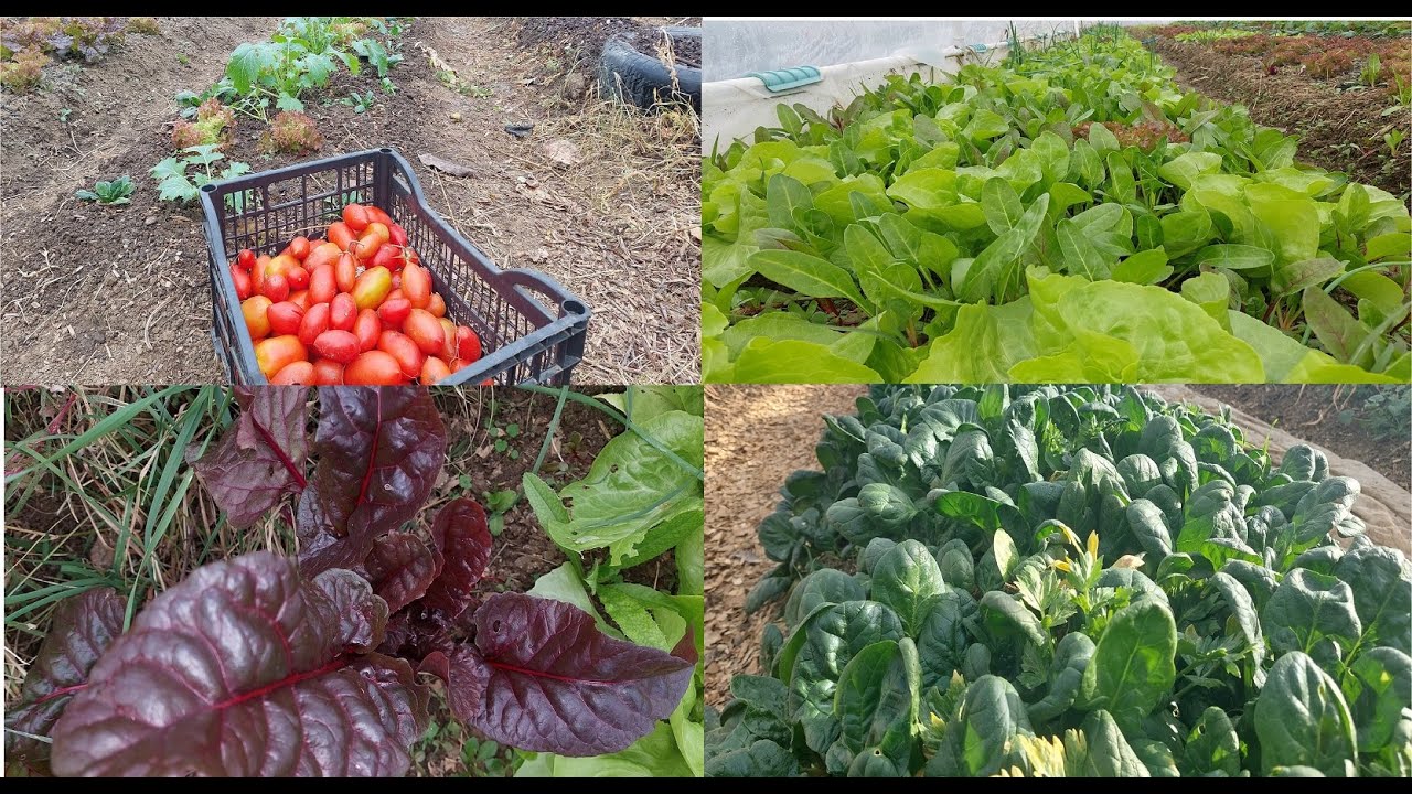 Grădină organică(fără chimicale) la data de 13 Noiembrie 2024