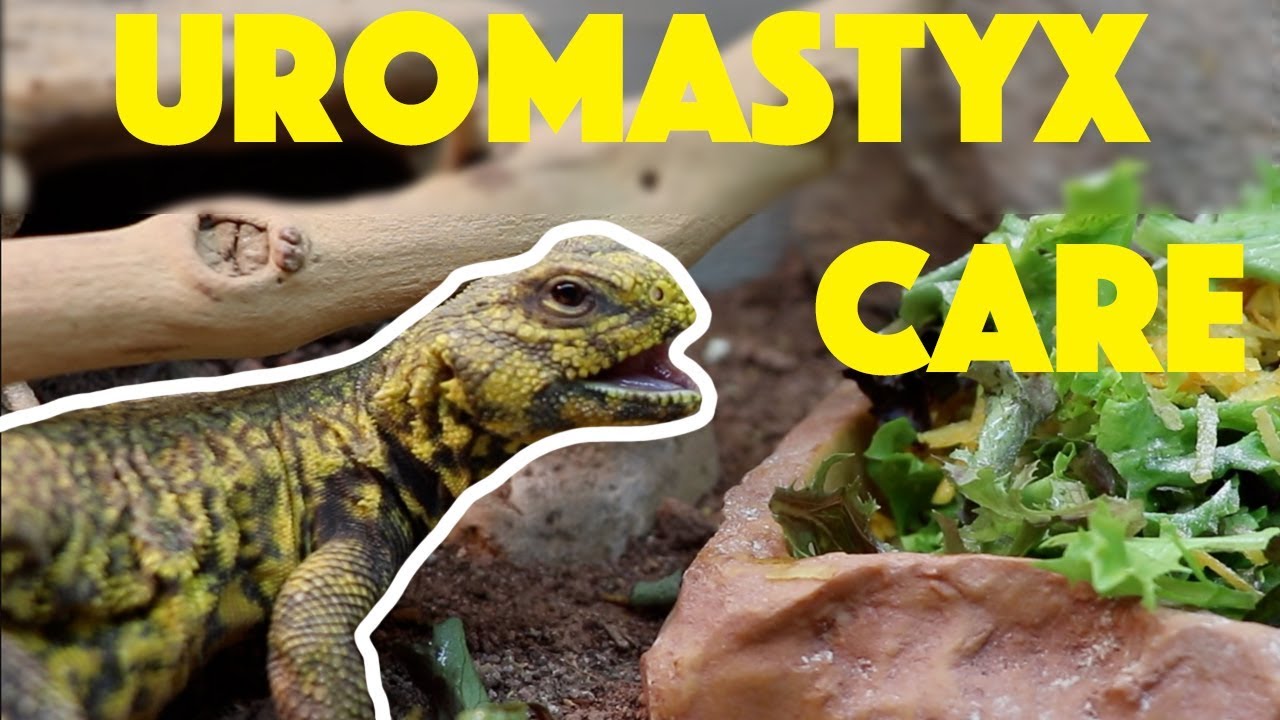 Uromastyx Care (Niger or Saharan)