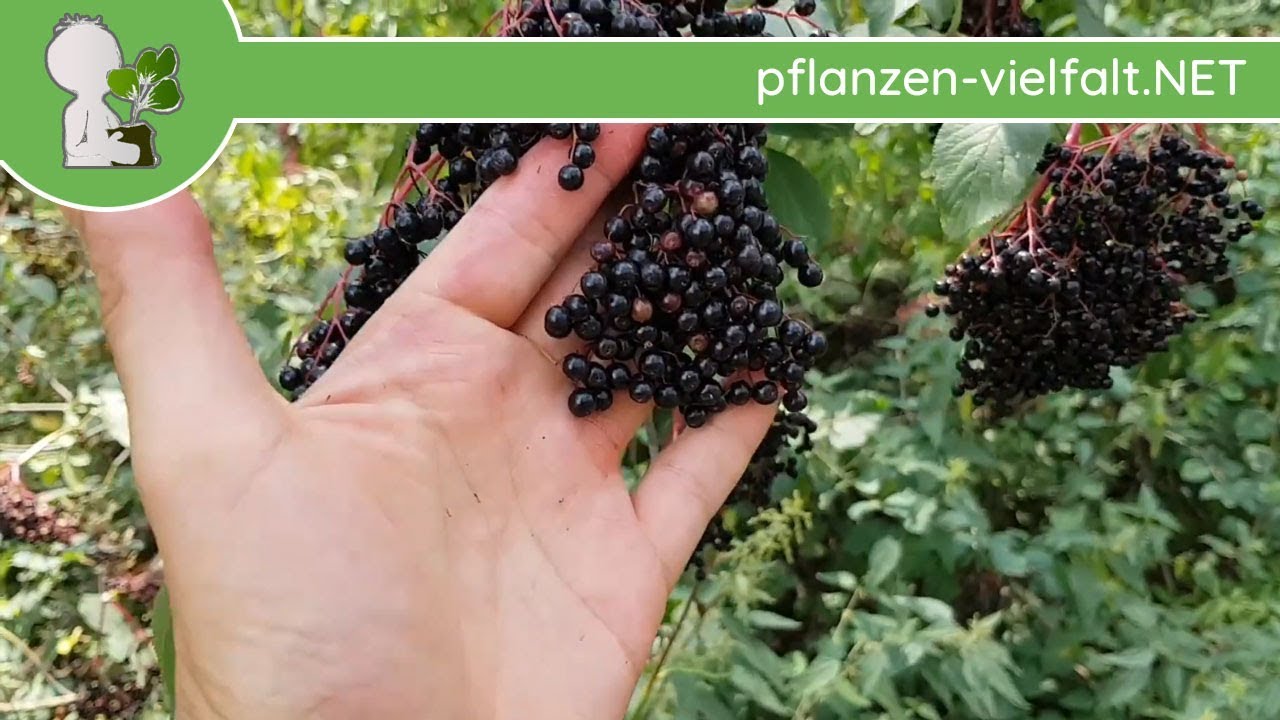 Schwarzer Holunder - Reife Fr&uuml;chte - 30.07.18 (Sambucus nigra) - B&auml;ume (Fr&uuml;chte) bestimmen
