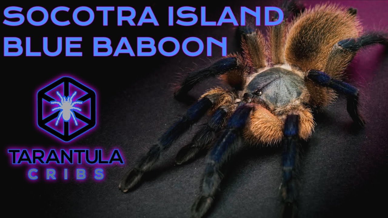 Socotra Island Blue Baboon (Monocentropus balfouri) Care Guide