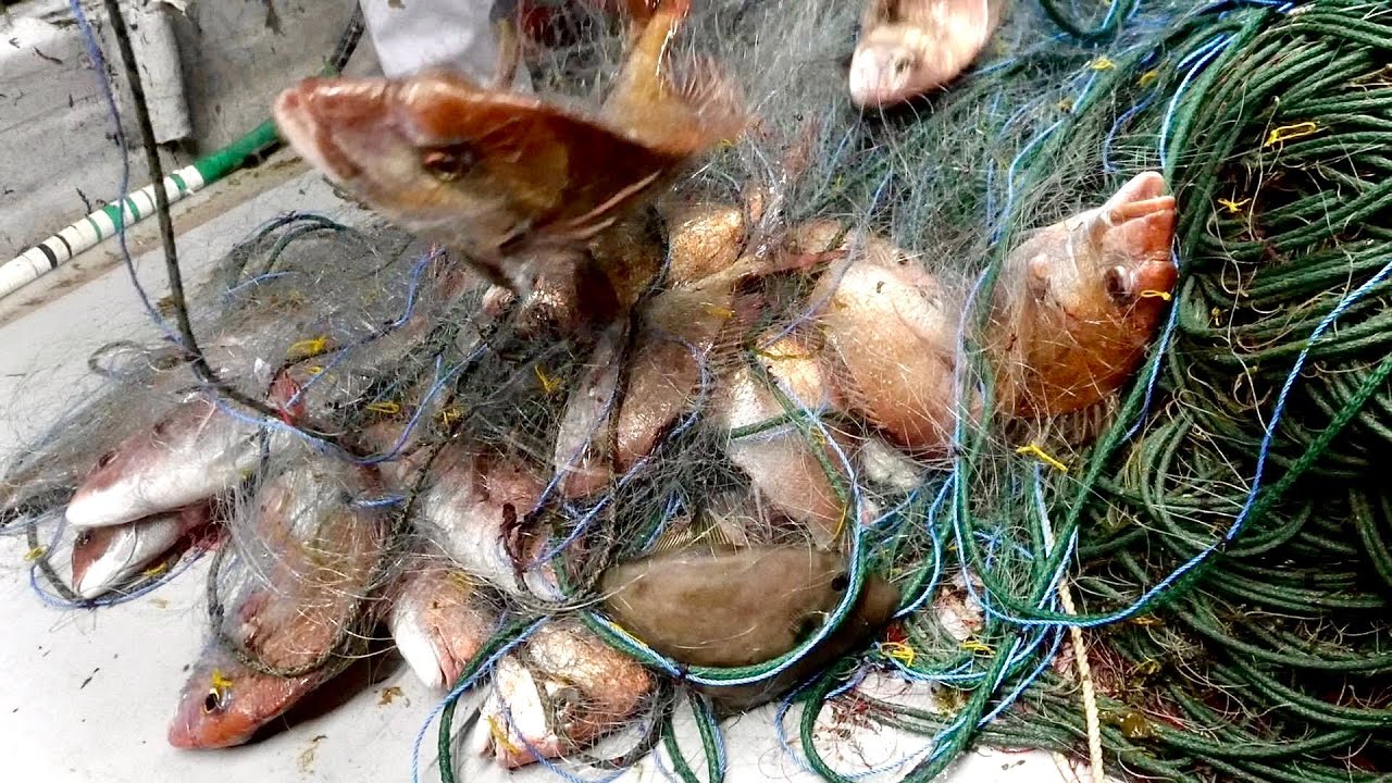Я попытался проверить, сколько будет почасовая оплата рыбака.
