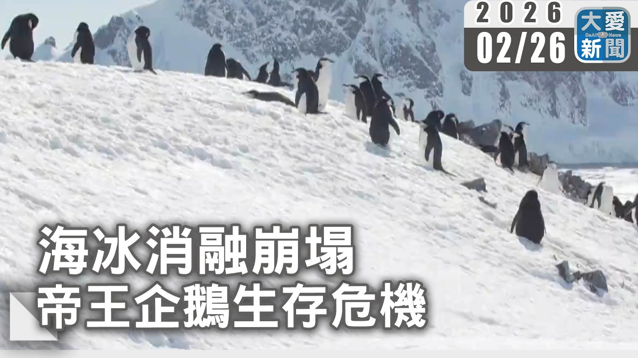 海冰消融崩塌 帝王企鵝生存危機｜#大愛新聞 #帝王企鵝 #南極洲