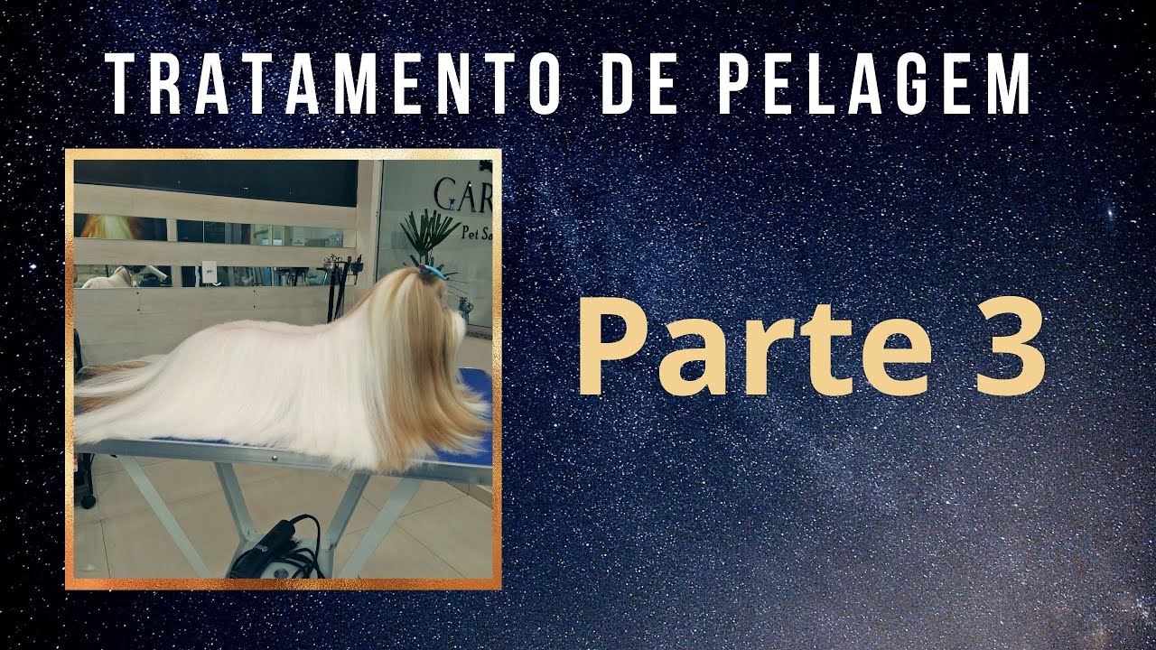 Aprenda a escovar cães de pelagem longa no banho e tosa