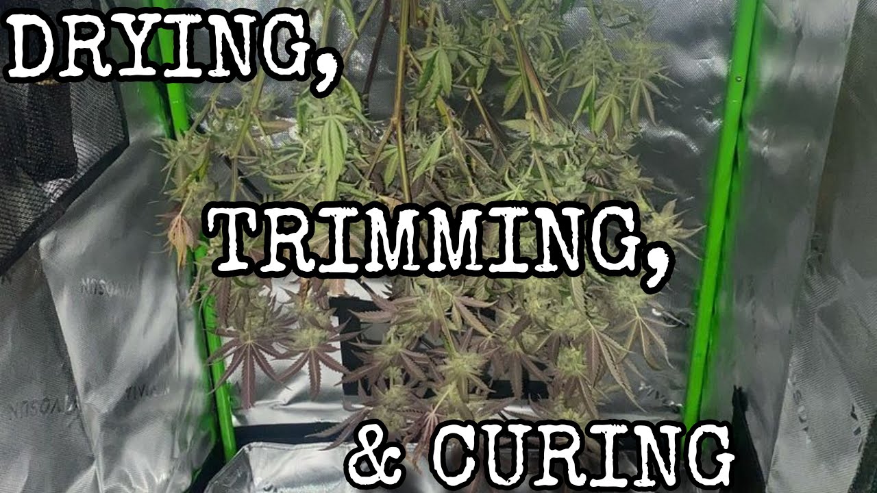 How to Dry, Trim, and Cure Your Cannabis