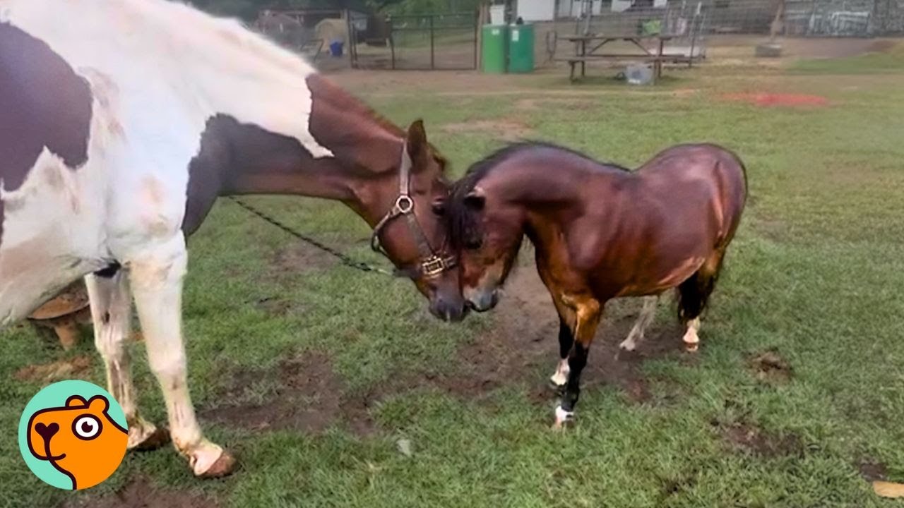Elderly Horse Found New Purpose, Becoming a Foal’s Guardian | Cuddle Buddies