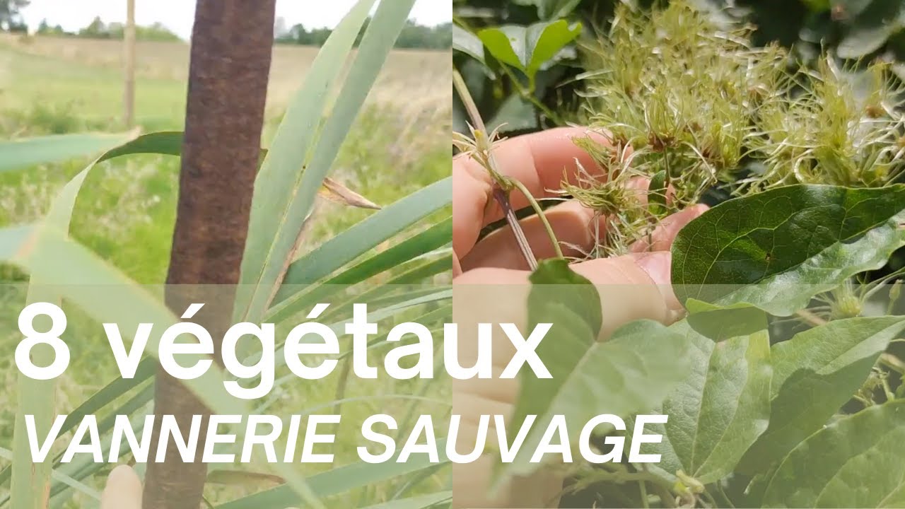 8 végétaux pour la vannerie sauvage | Reconnaissance et Usages