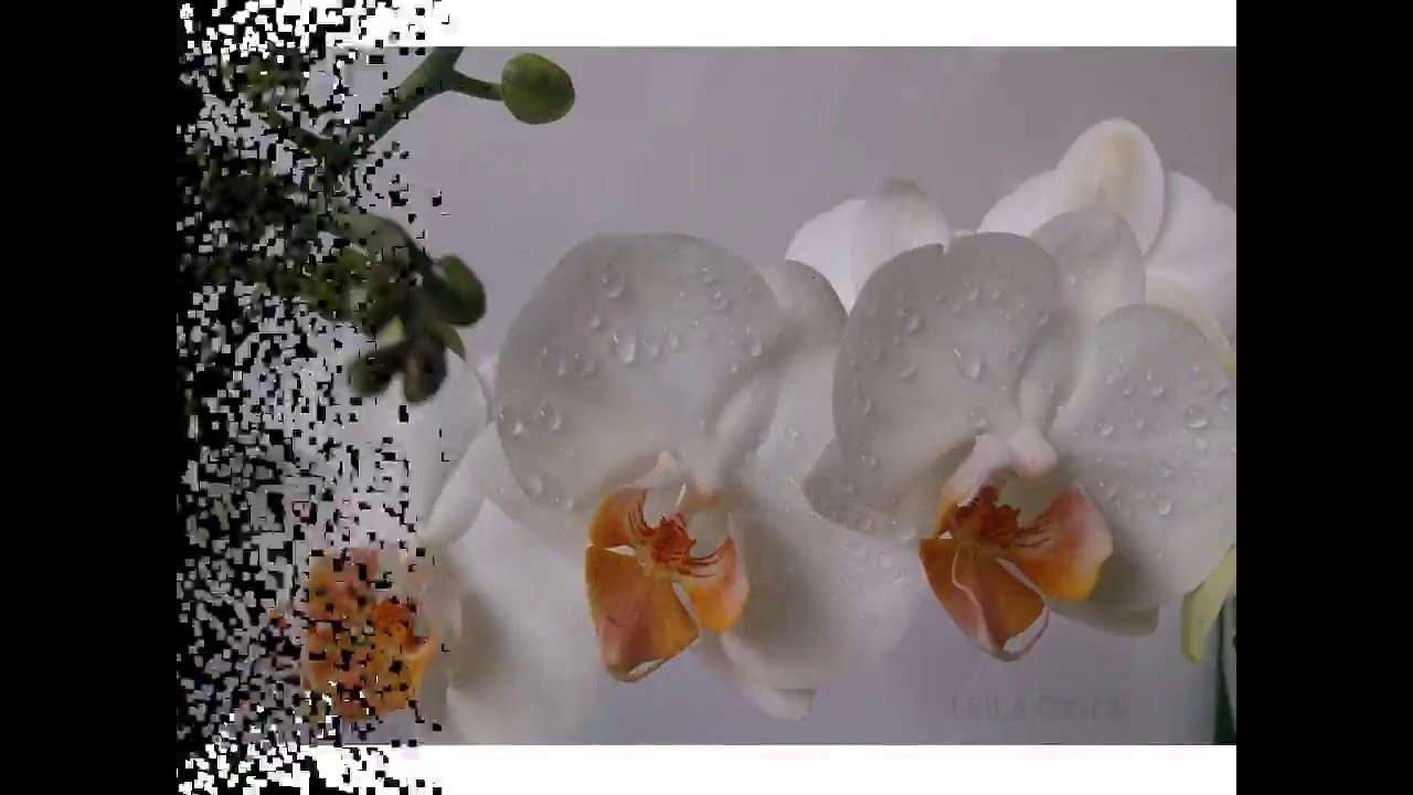 ORQUIDOIDOS Apresenta Cattleyas e Phalaen&oacute;psis
