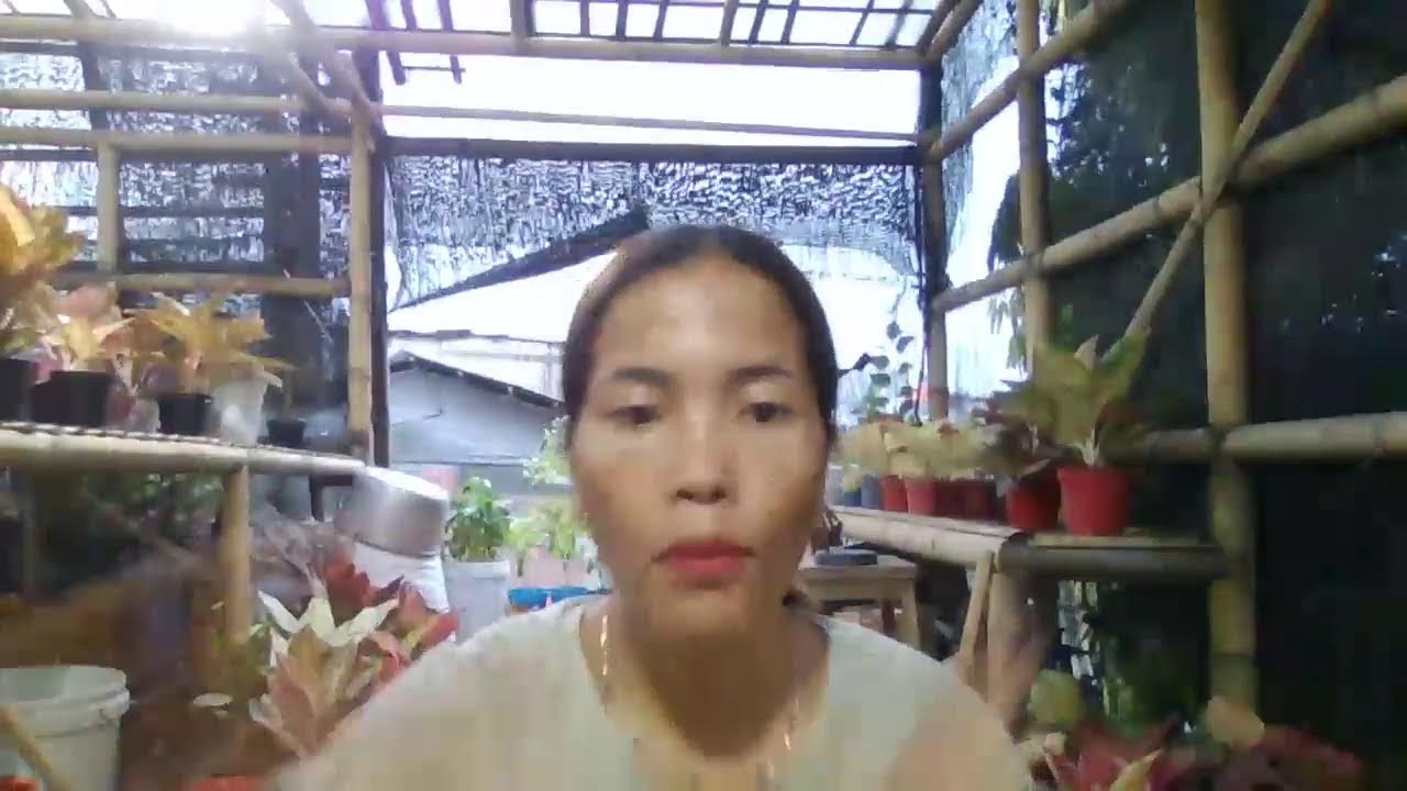 jual aglonema