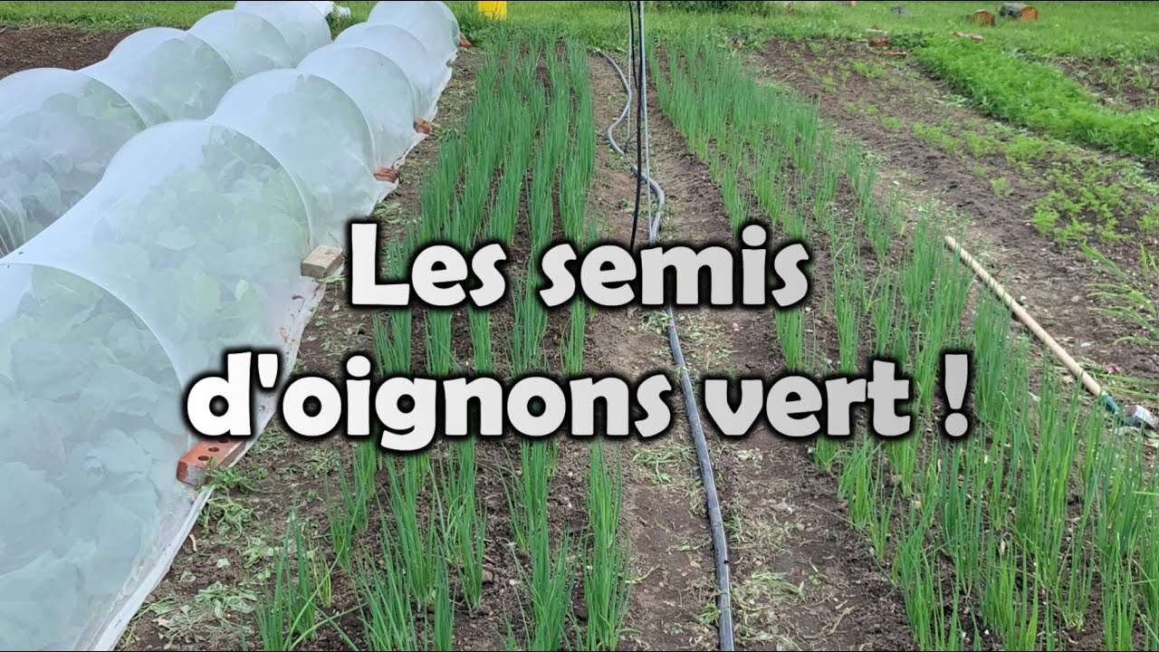 Québec | Oignons vert (échalotes) | Mes MEILLEURS conseils pour bien réussir ses semis | et plus!