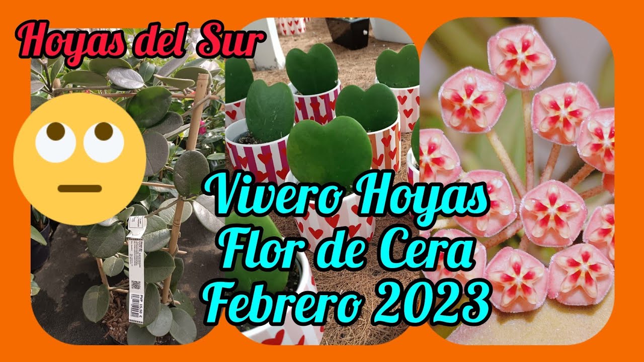 Vivero Flor de Cera, Hoya. Febrero 2023. Hoyas del Sur.