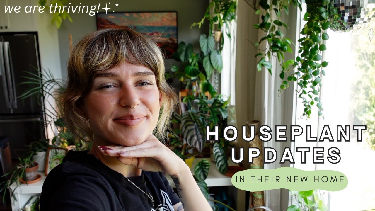 🪴 how the plants are doing after the move, new pots, + beneficial mites | home updates (July 2023)