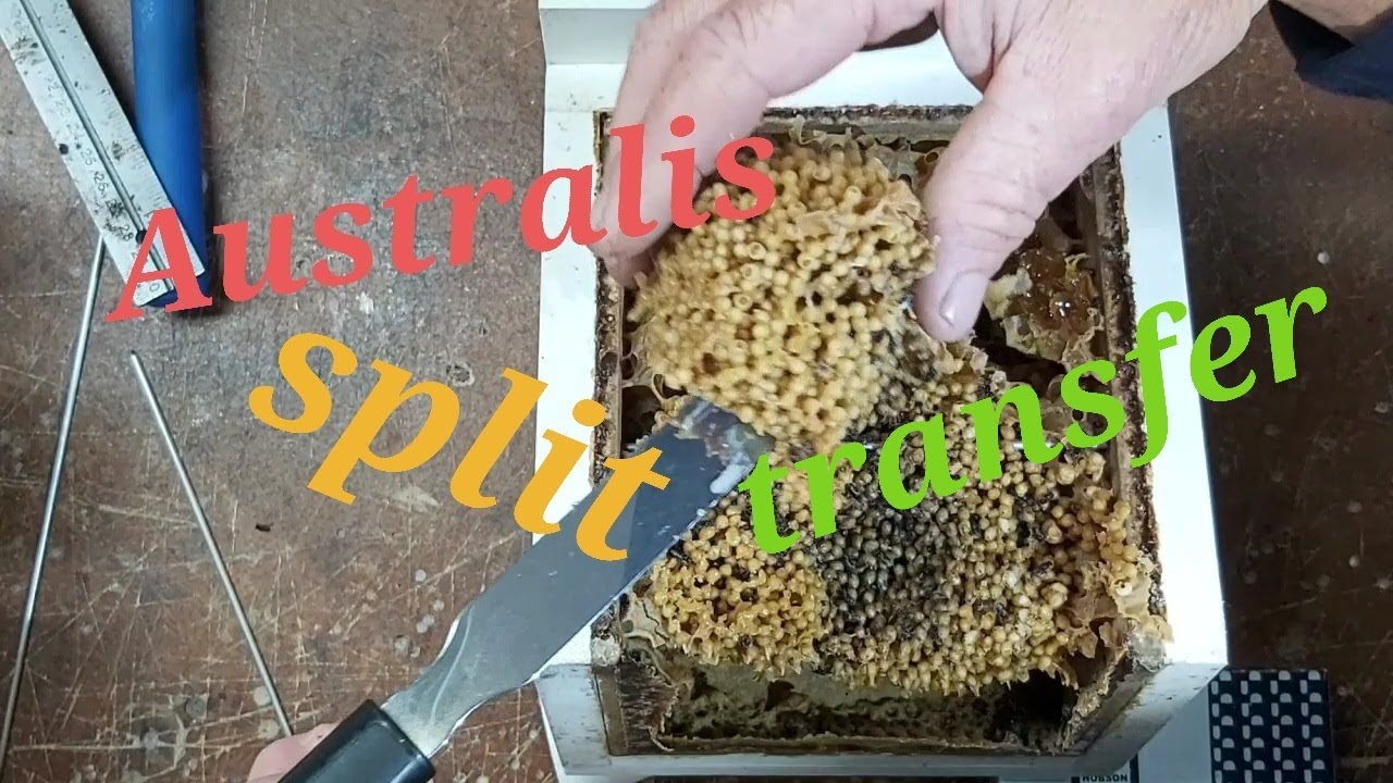 Most requested Stingless Bees !!!   Amazing Australis Split / Transfer