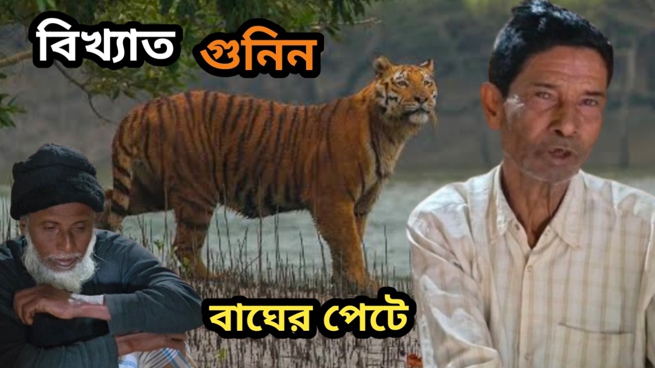 জঙ্গলের গুনিন বাঘের পেটে।বাঘ আক্রমণ।সুন্দরবন।সিজন ১২।পর্ব ১২৩।Sundarbans