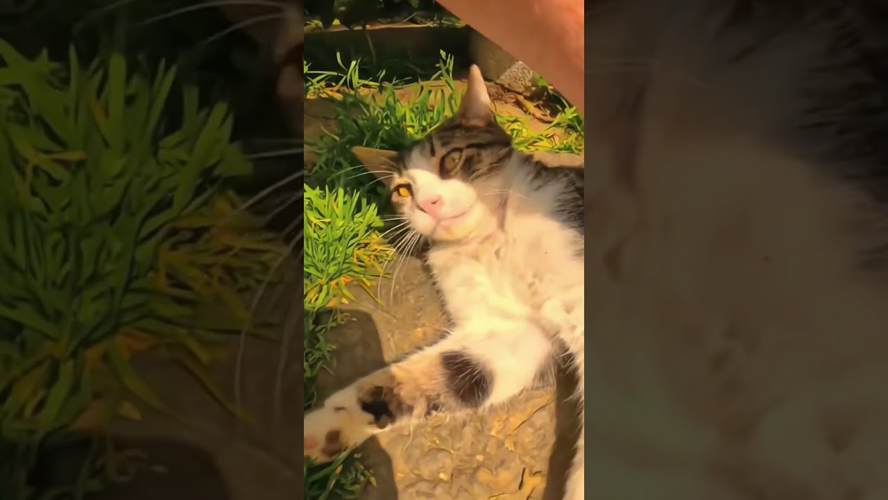 Meow Moments Episode 19 : Cute & Playful Cat Adventures! 🐱💖 #cat #catlover #cutecat #meow #funny