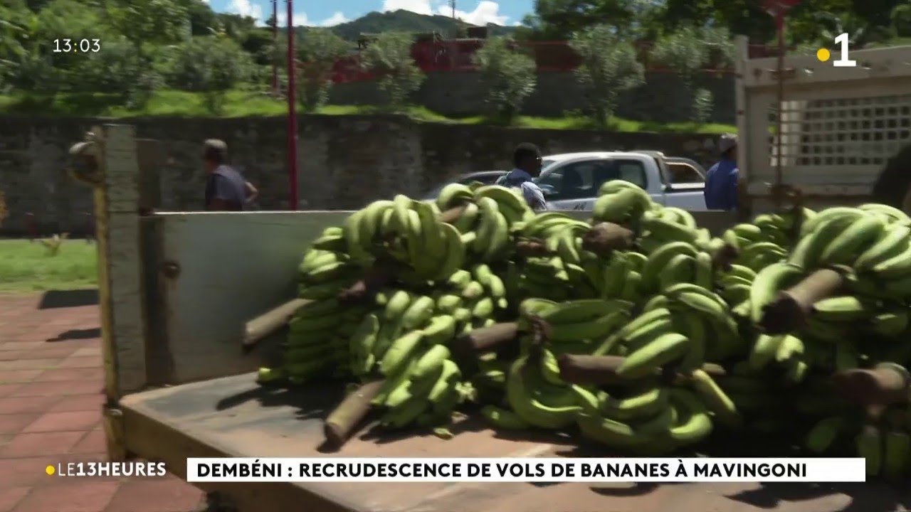 Dembéni : recrudescence de vols de bananes à Mavingoni