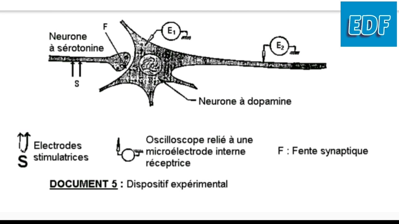 Svt _ TS _ propriété du tissu nerveux _ M. DIALLO