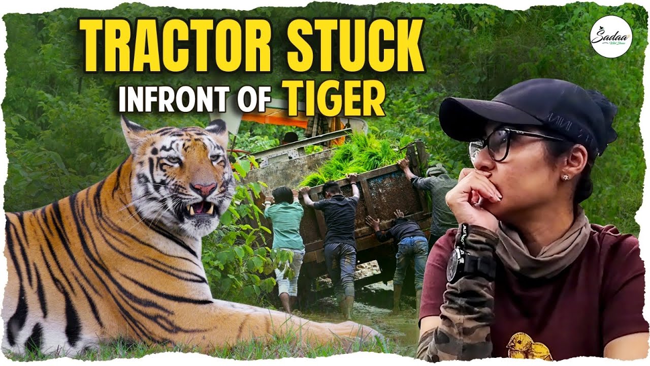 Tractor Stuck In Front Of Tiger || Wildlife 