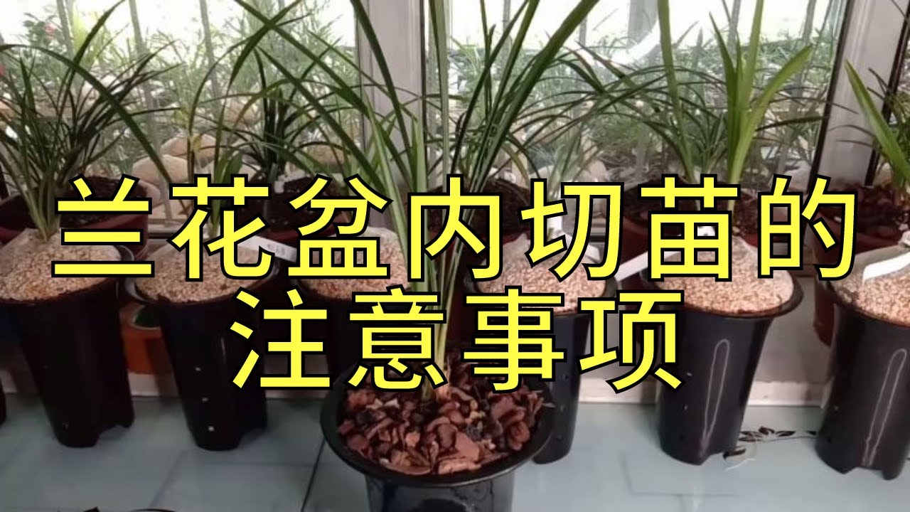 兰花盆内切苗的注意事项。好品种该切就切，才能提高发芽率。