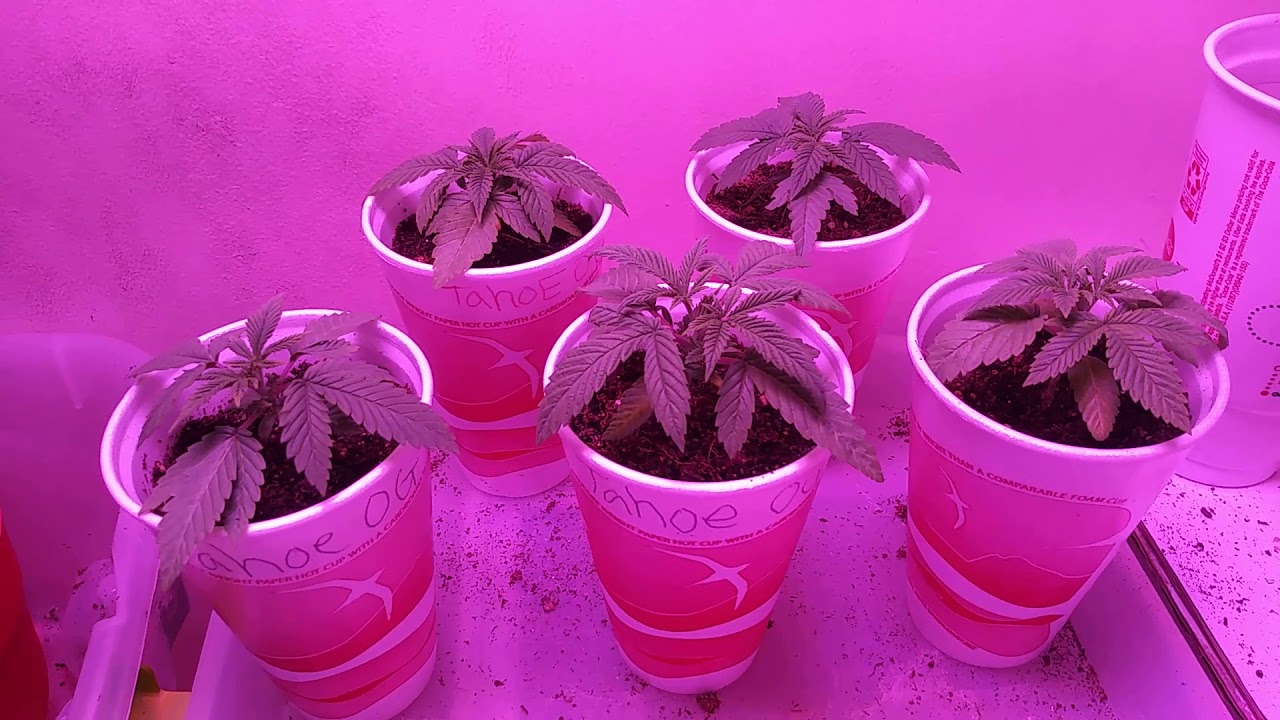 Indoor Cannabis Garden: Tahoe OG X Sour bubble X mass super Skunk day15