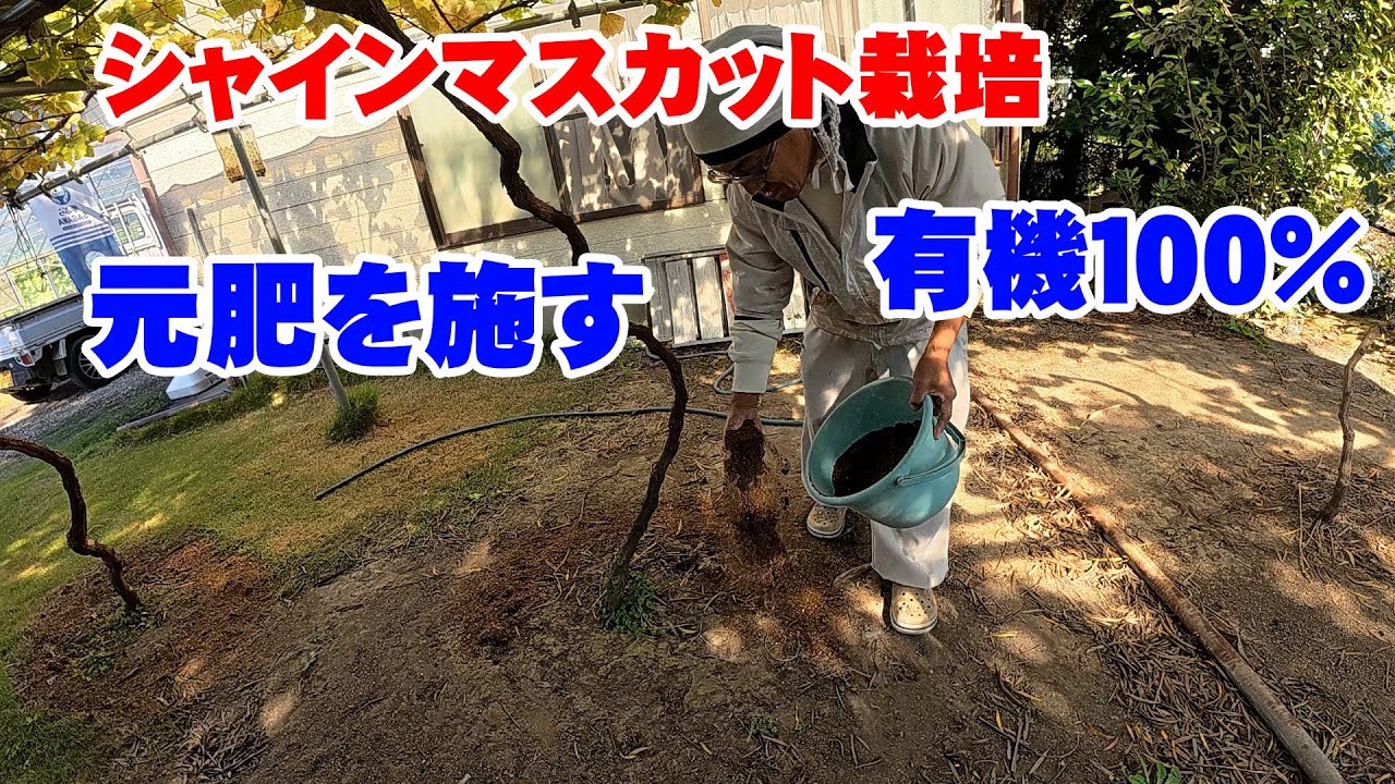 【有機１００％】　来年の元肥をシャインマスカットに施します　japan farming