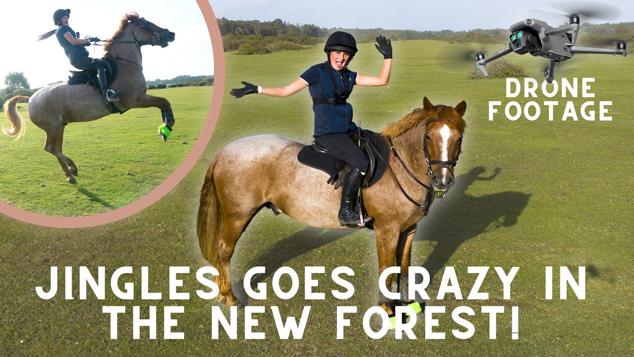 Jingles goes CRAZY in the New Forest! 😵