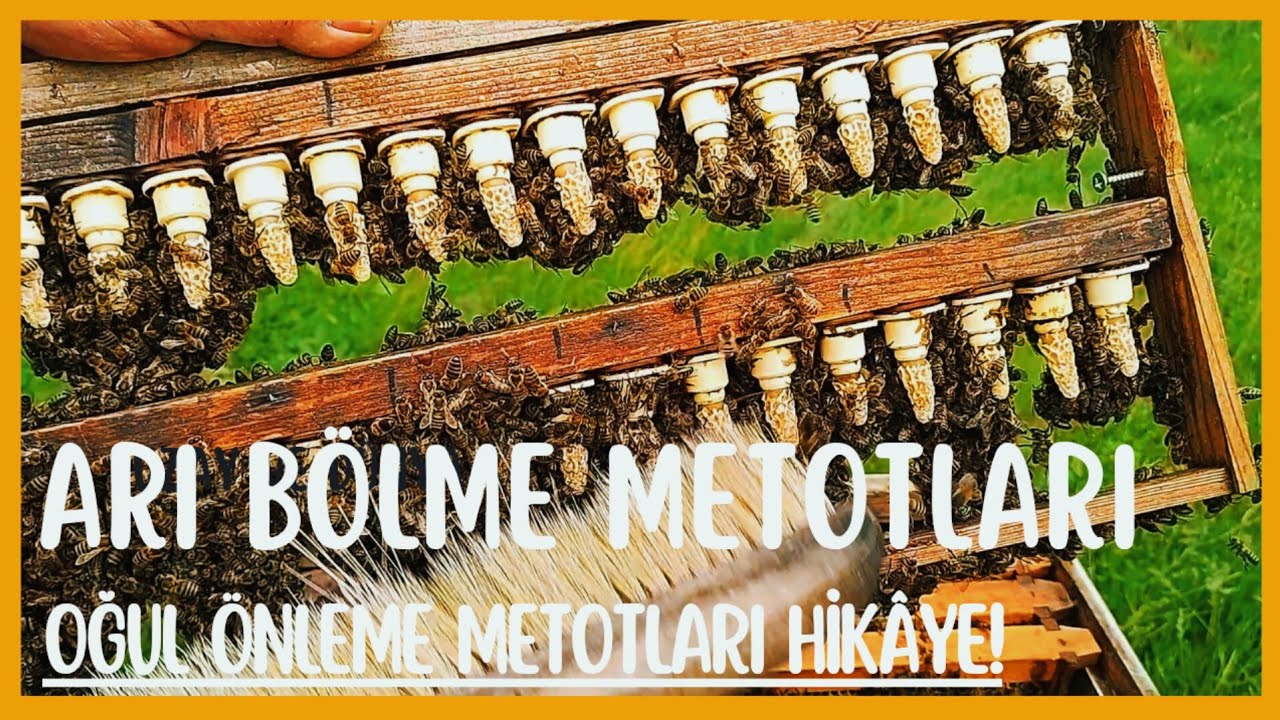 OĞULU ÖNLEME METOTLARI HİKÂYE VE YALNİŞ/ ARI BÖLME DE FARKLI MEDOTLAT/ SORULAR/GELSİN ÖNERİLERİNİZ!