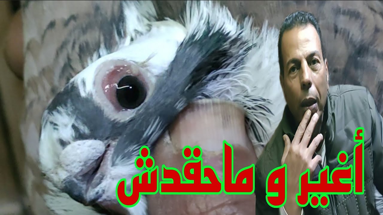 🔴 ازي تحسن من حمامك #الحمام_الغزار