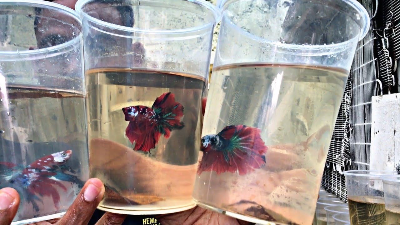 betta cola larga vs cola corta cual es más fácil  de criar?
