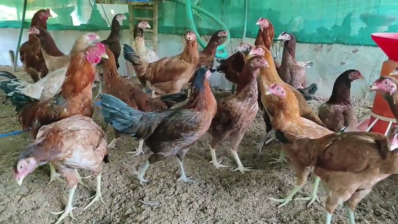 Aseel cross chicks Available for sale 8103145060 MADHYA PRADESH Chhindwara