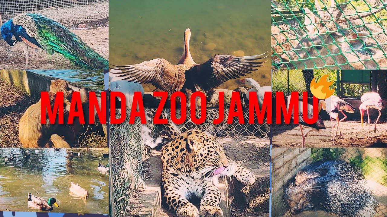 MANDA ZOO JAMMU || Zoo In J&K || Exploring Jammu || Full tour Cinematic Video