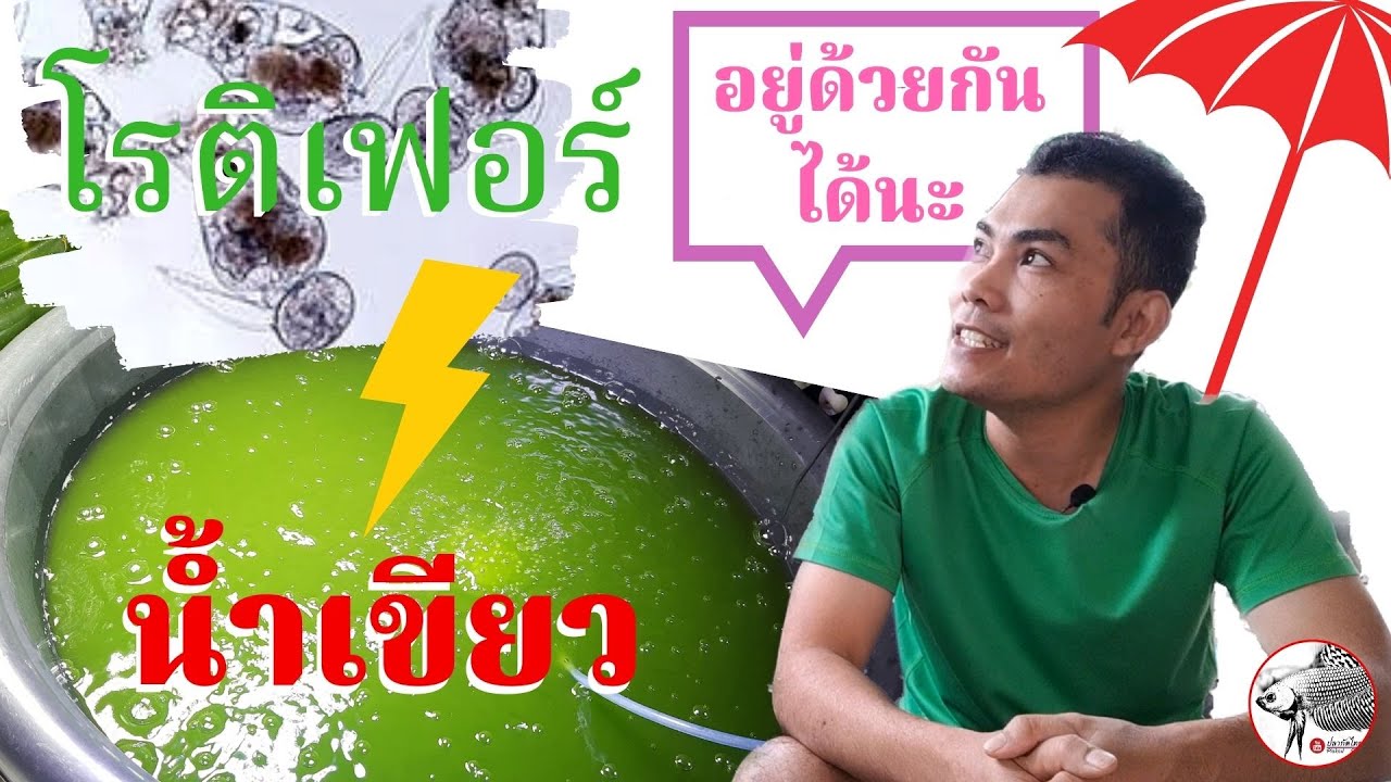 น้ำเขียวคลอเรลลา โรติเฟอร์ ไรแดง ไรน้ำนางฟ้า ของคู่กัน ควบคุมด้วยสมดุลธรรมชาติ | ปลากัดไทย