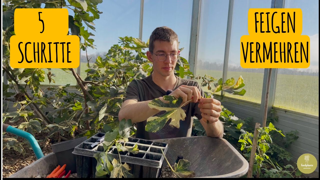 5 Schritte zum Vermehren von Feigen