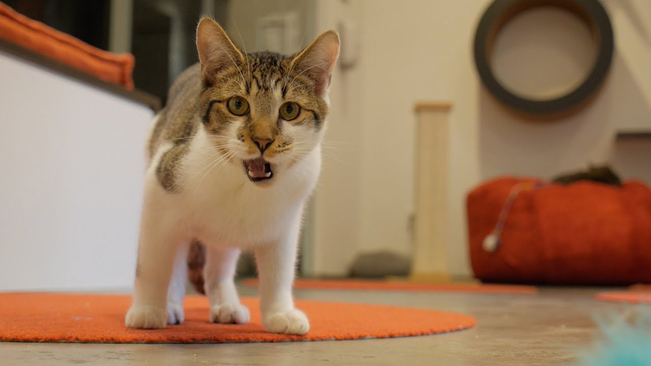 Coffee and Cats: Inside one of America’s Cat Cafe