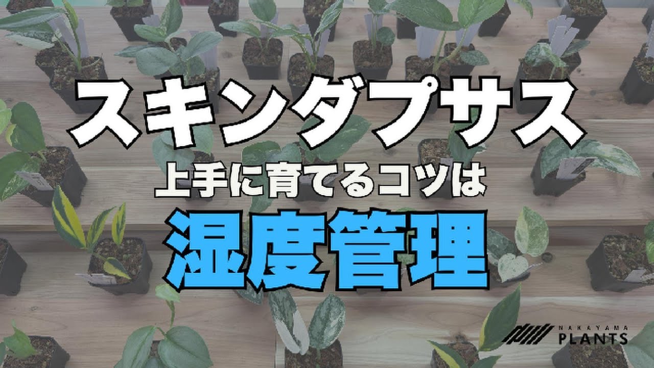 スキンダプサスを上手に育てるコツは「湿度管理」でした！