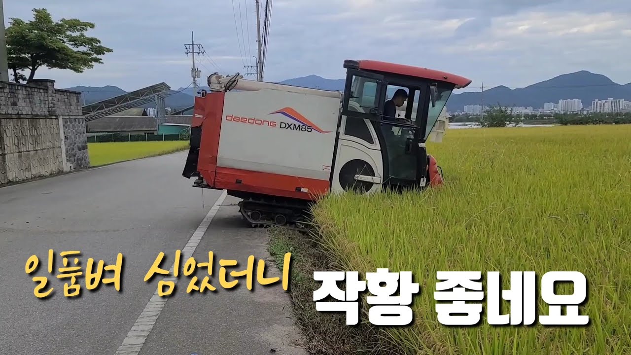 콤바인 벼베는 방식은 기사마음 대로...1050평 수확량은?