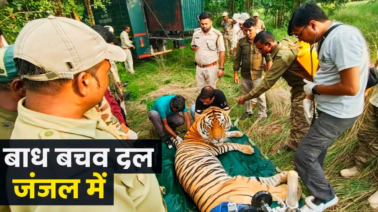 Tiger Reserve Mein Zindagi Aur Maut Ka Rescue 😱 | Real Tiger Save | Tiger Rescue Video