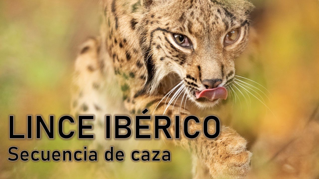 🙀 LINCE IBERICO CAZANDO conejo 🐰 Iberian LYNX HUNTING rabbit