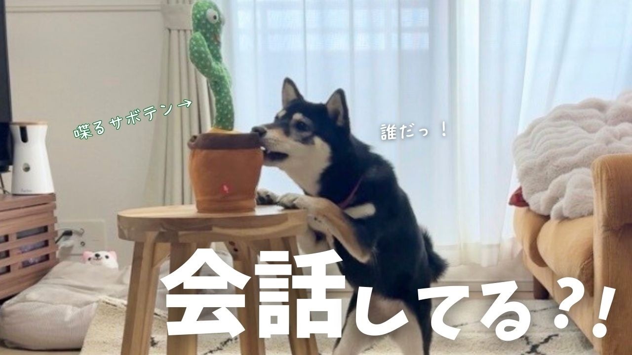 おしゃべり柴犬に喋るサボテンをあげた結果…