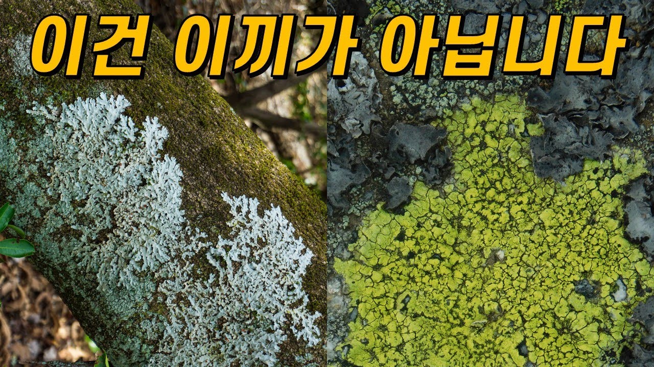 나무와 돌에 붙어 자라는 얼룩의 진짜 정체는?