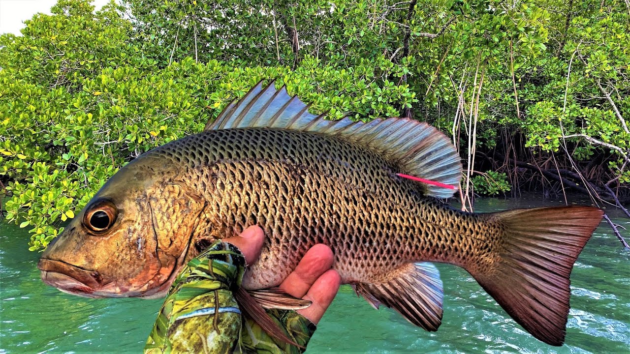 Fishing Neap Tides... How to Find the Fish