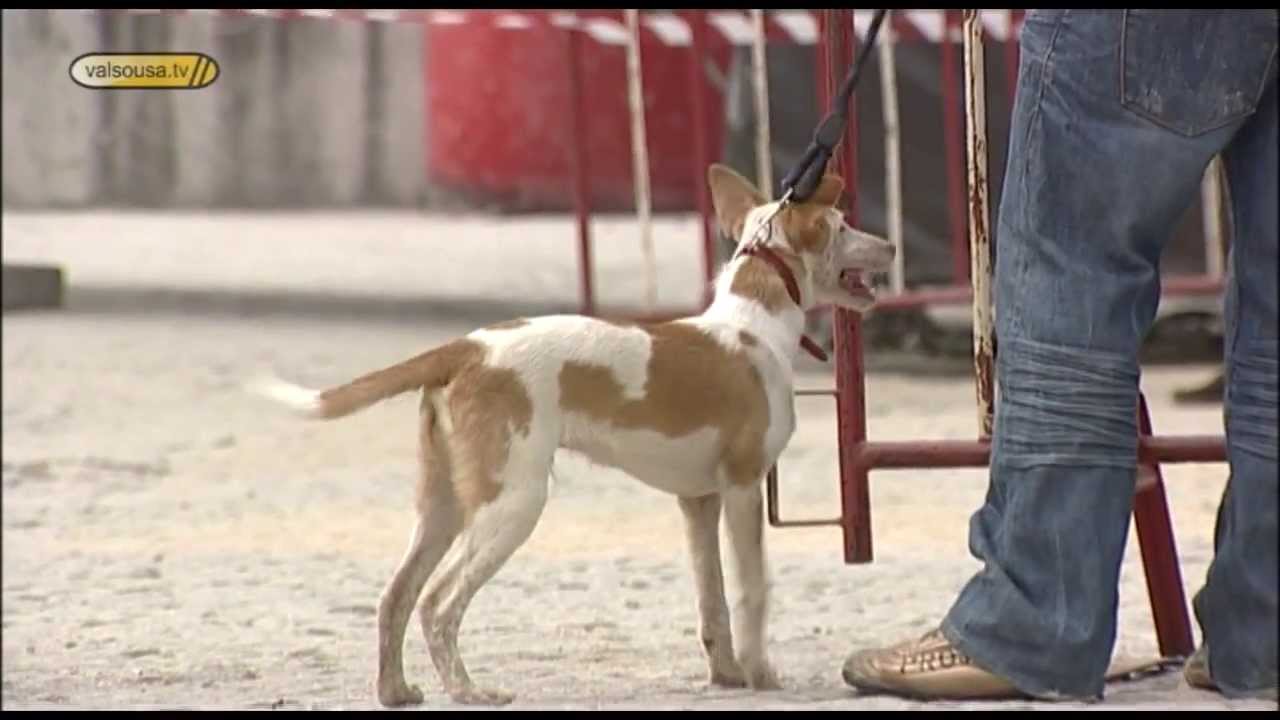 A AGRIVAL 2009 recebe pela 21ª vez o concurso de cães da 