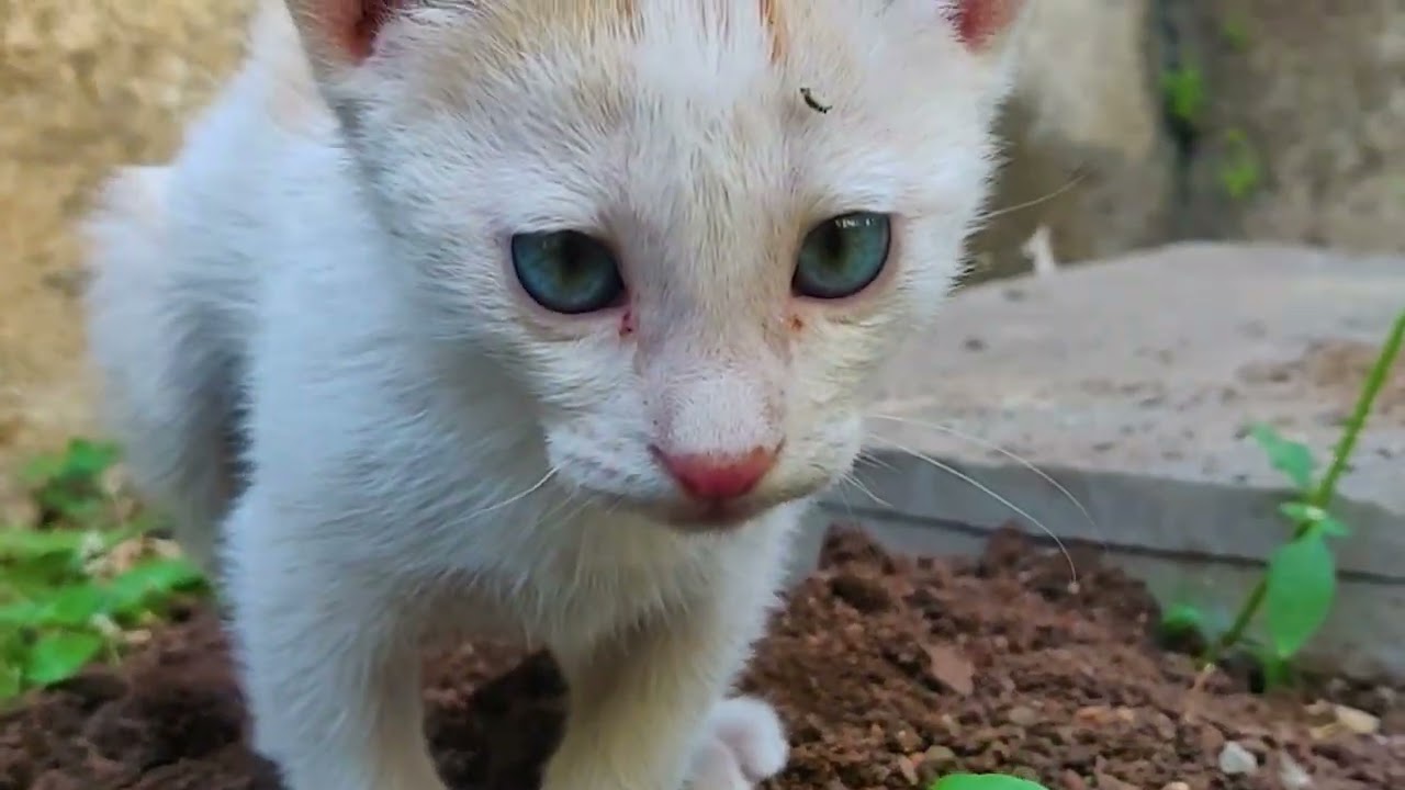 FUNNY CATS are the perfect mood booster 😍 kittens videos to keep you smiling