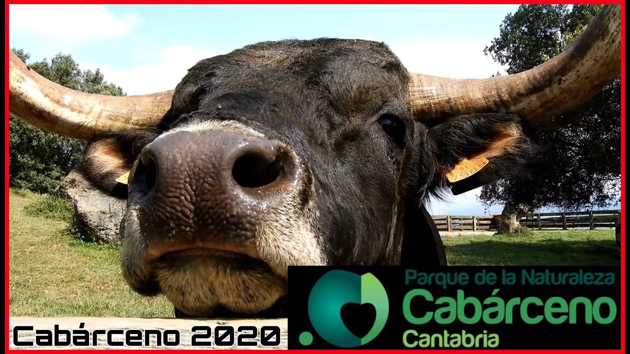 CABÁRCENO 2020